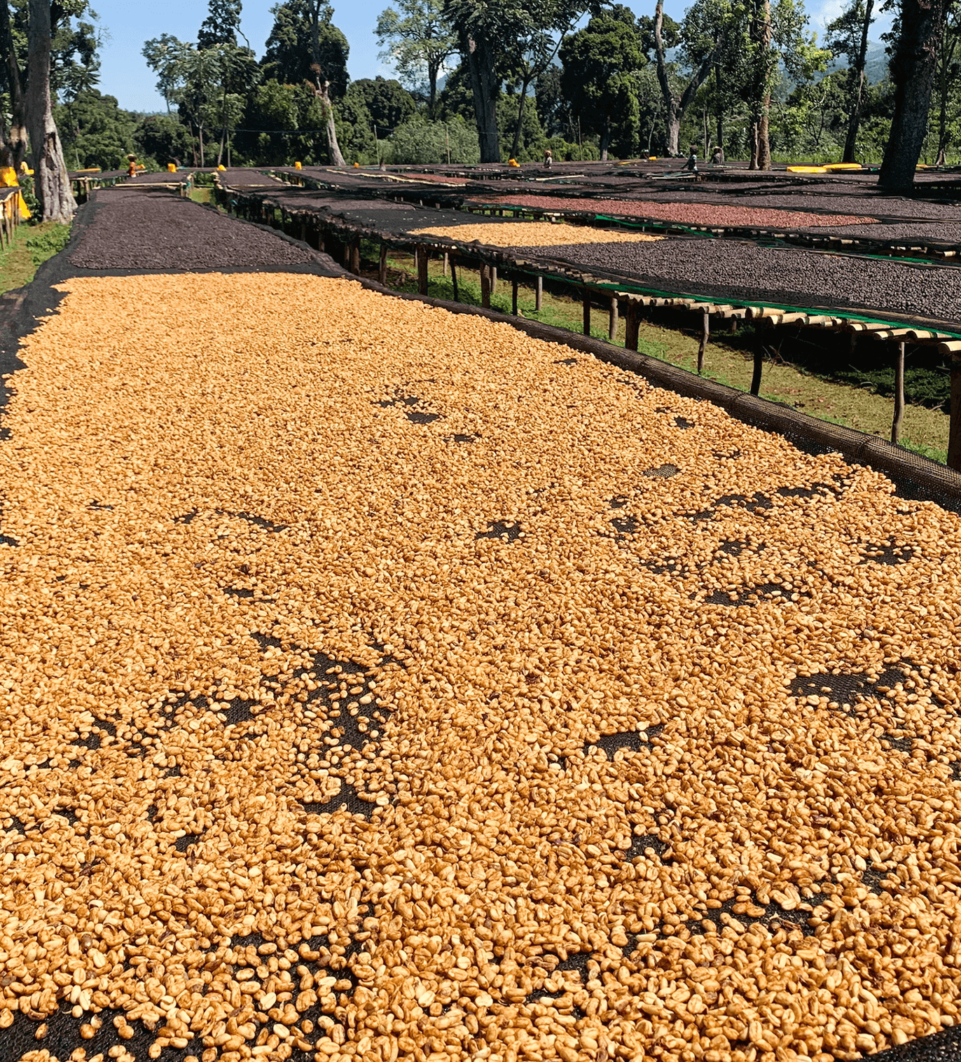 Ethiopia Buriso Amaje Natural - Image 3